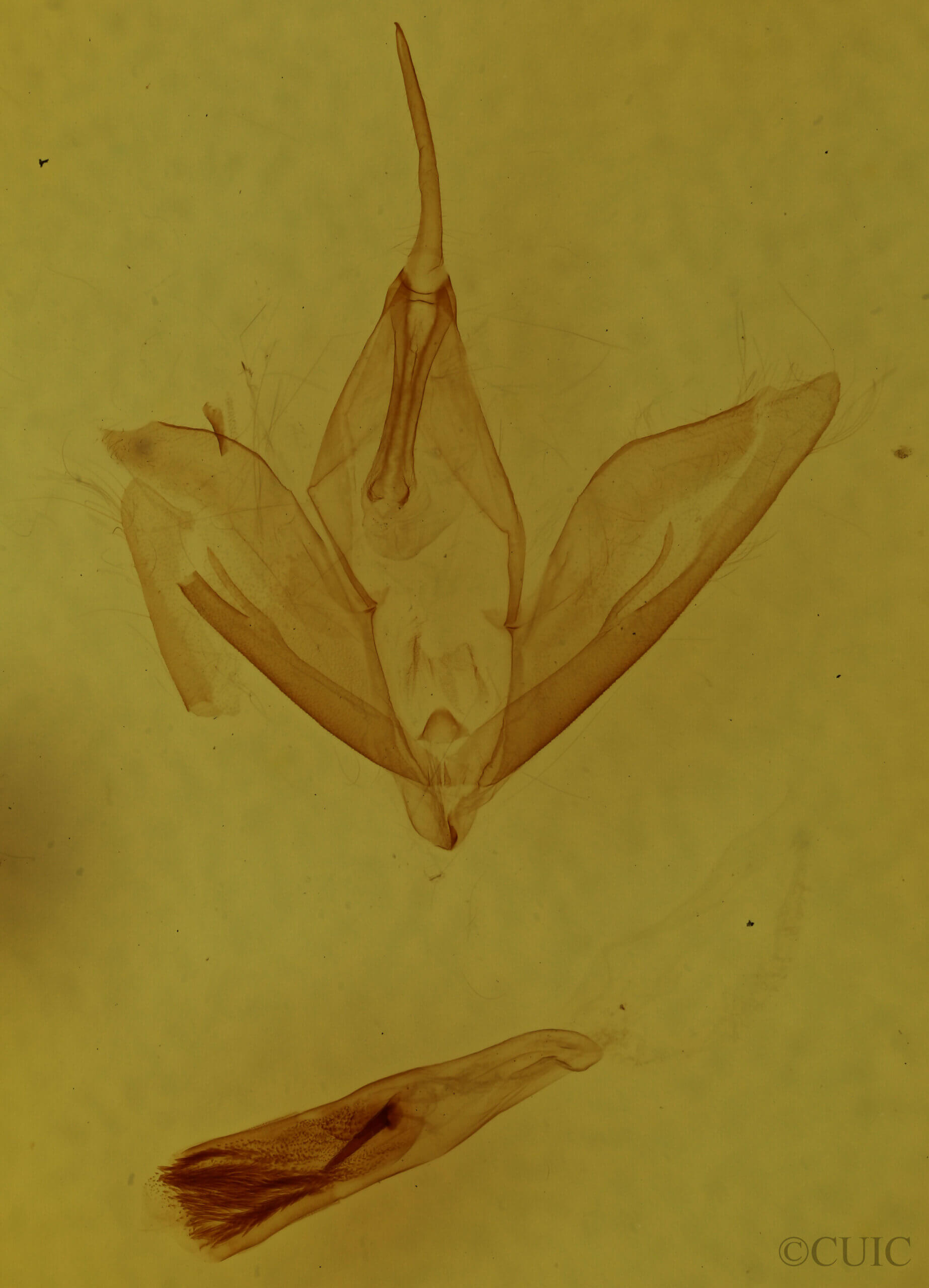 genitalia view of adult Calpe sp.