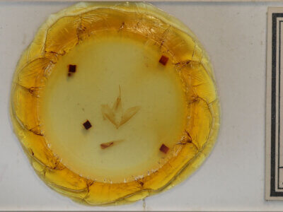 slide view of adult Calpe sp.