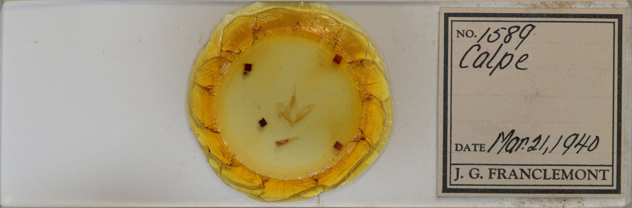 slide view of adult Calpe sp.