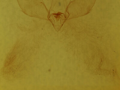 genitalia view of adult Eulepidotis sp.