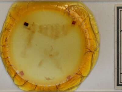 slide view of adult Eulepidotis sp.