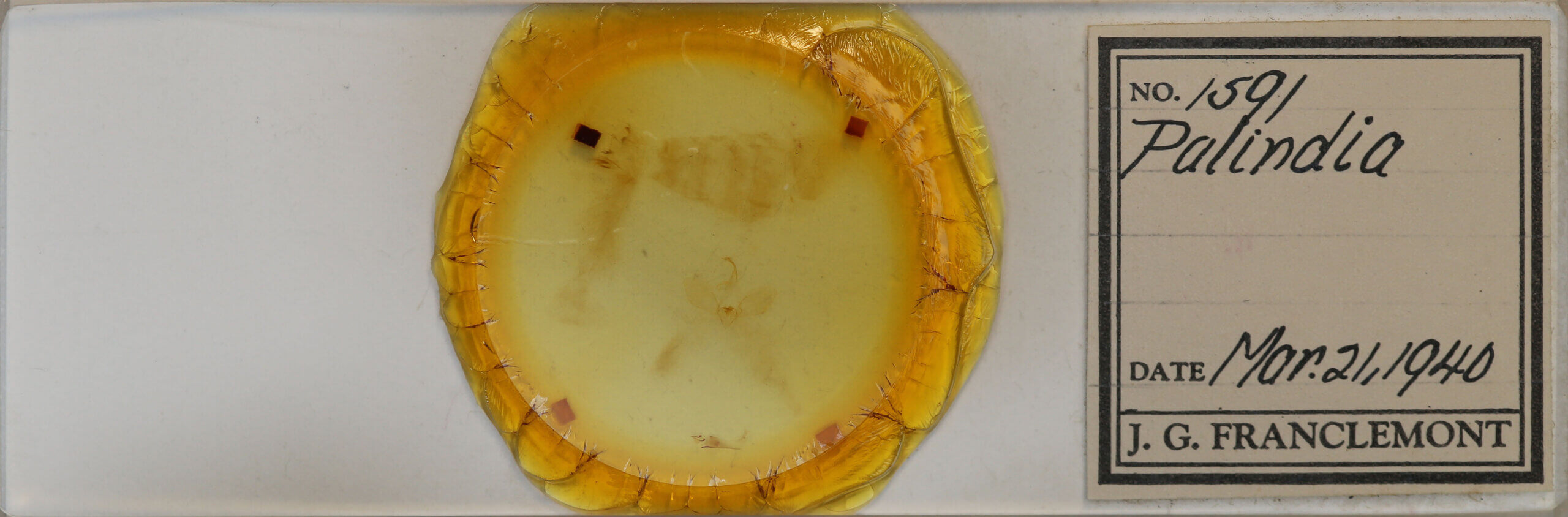 slide view of adult Eulepidotis sp.