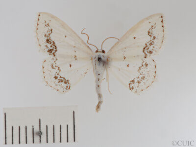 dorsal view of adult Scopula purata