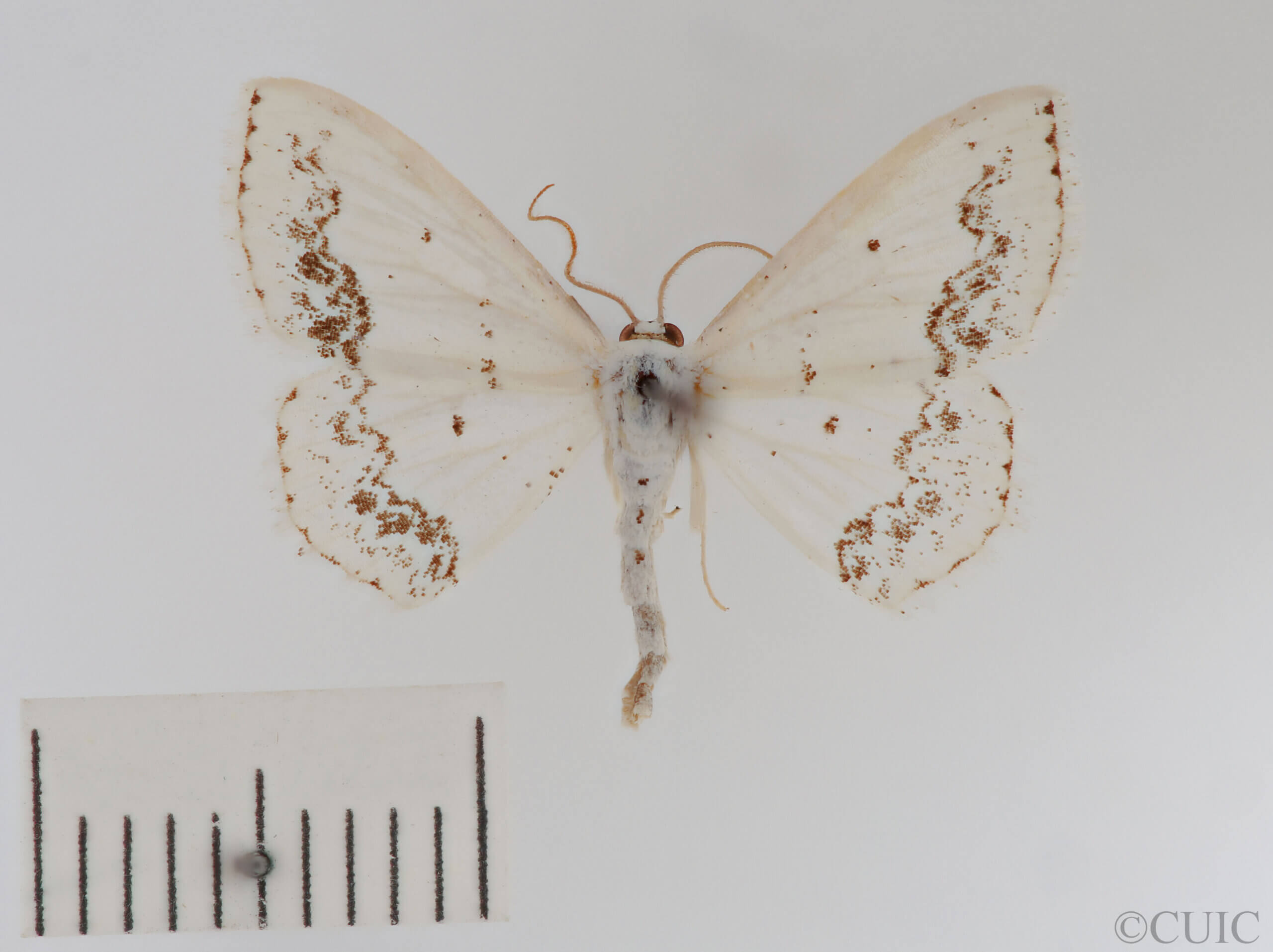 dorsal view of adult Scopula purata