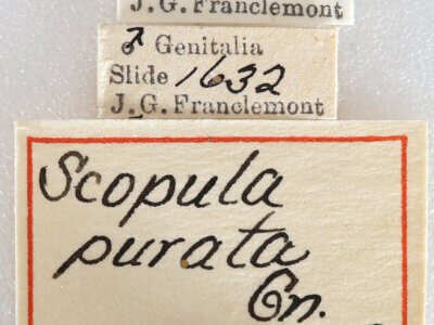 label view of adult Scopula purata