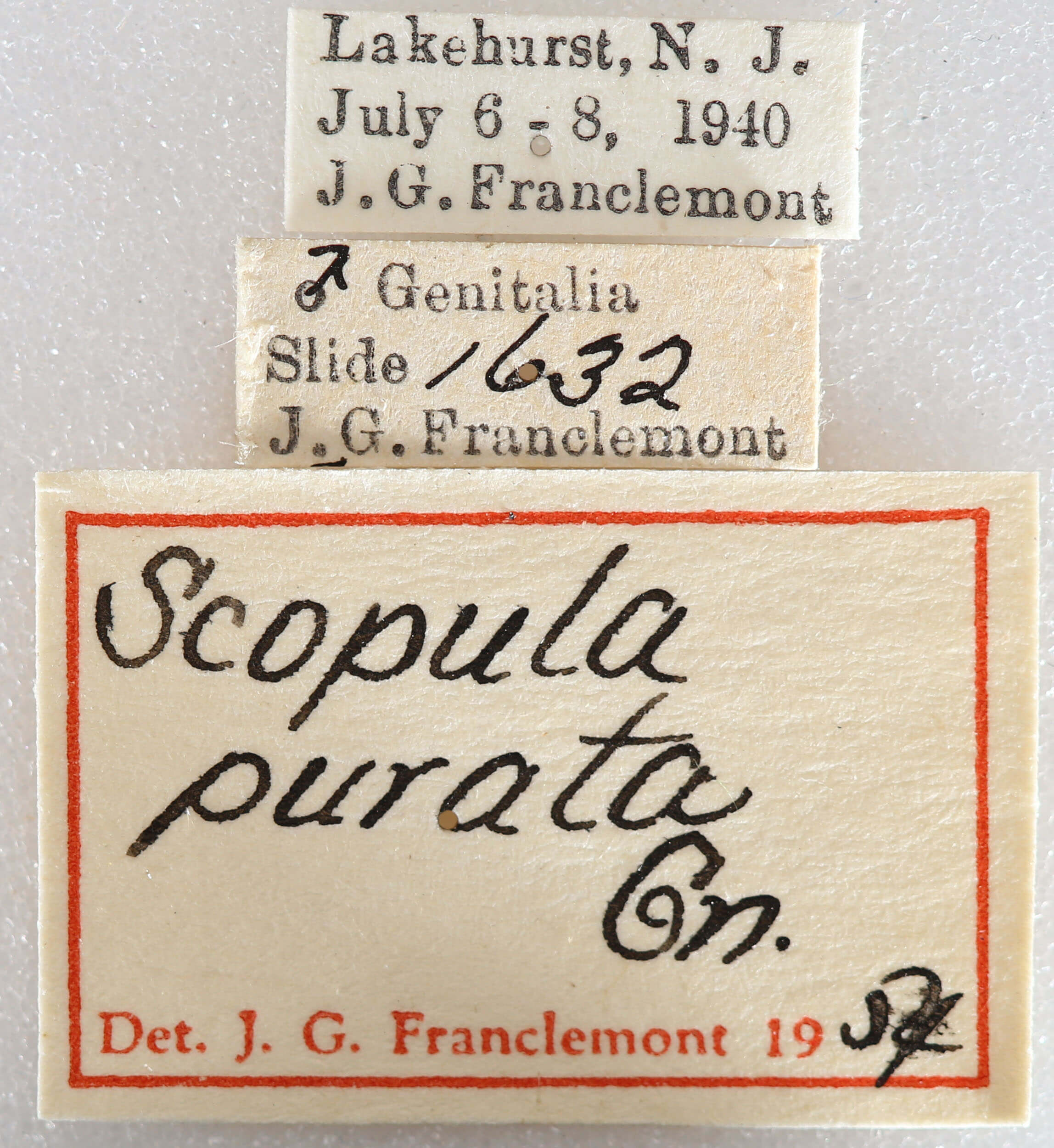 label view of adult Scopula purata