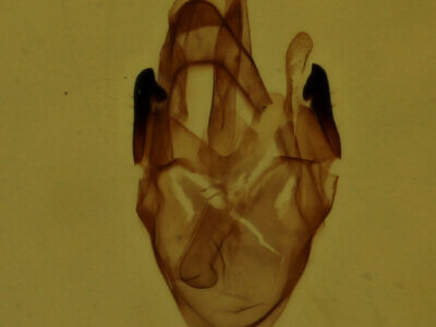 genitalia view of adult Scopula purata