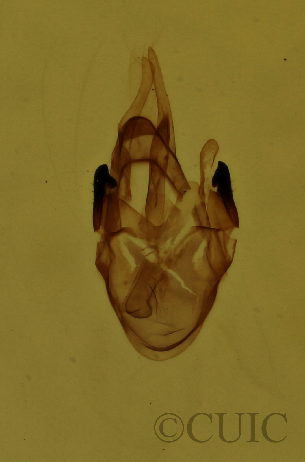 genitalia view of adult Scopula purata