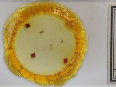 slide view of adult Scopula purata