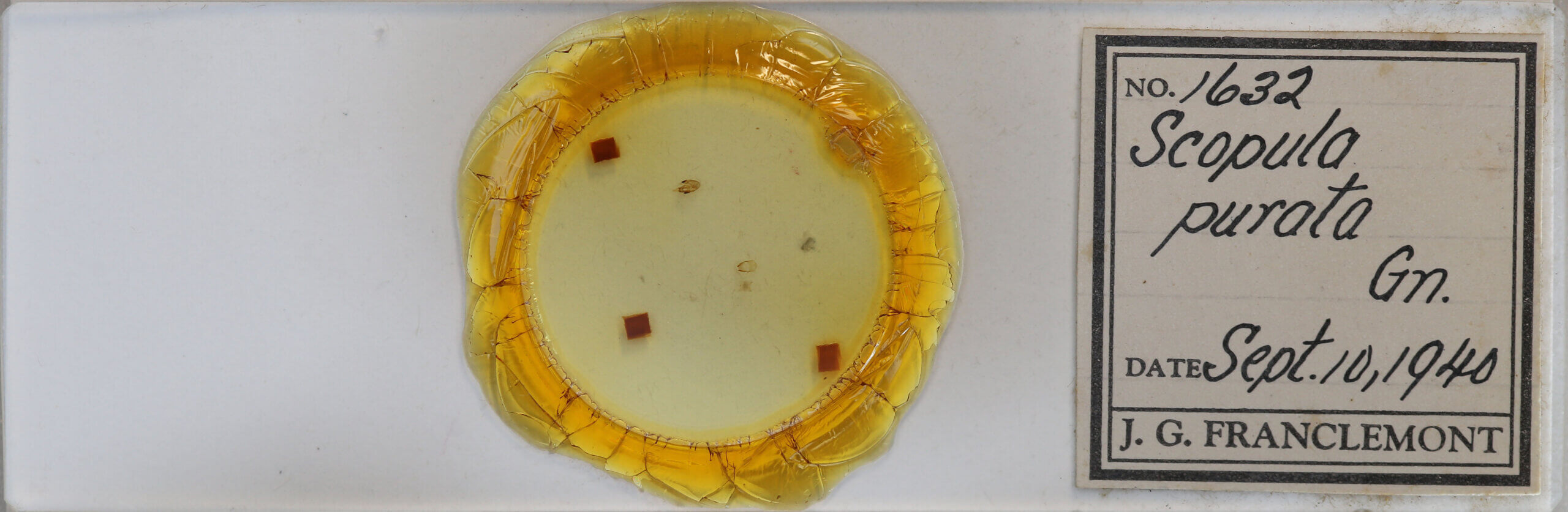 slide view of adult Scopula purata