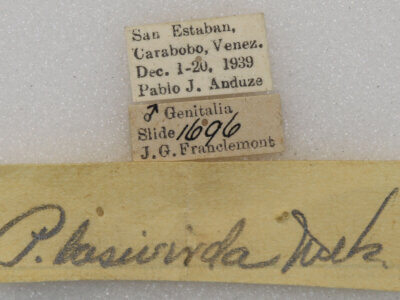 label view of adult Phastia sp.