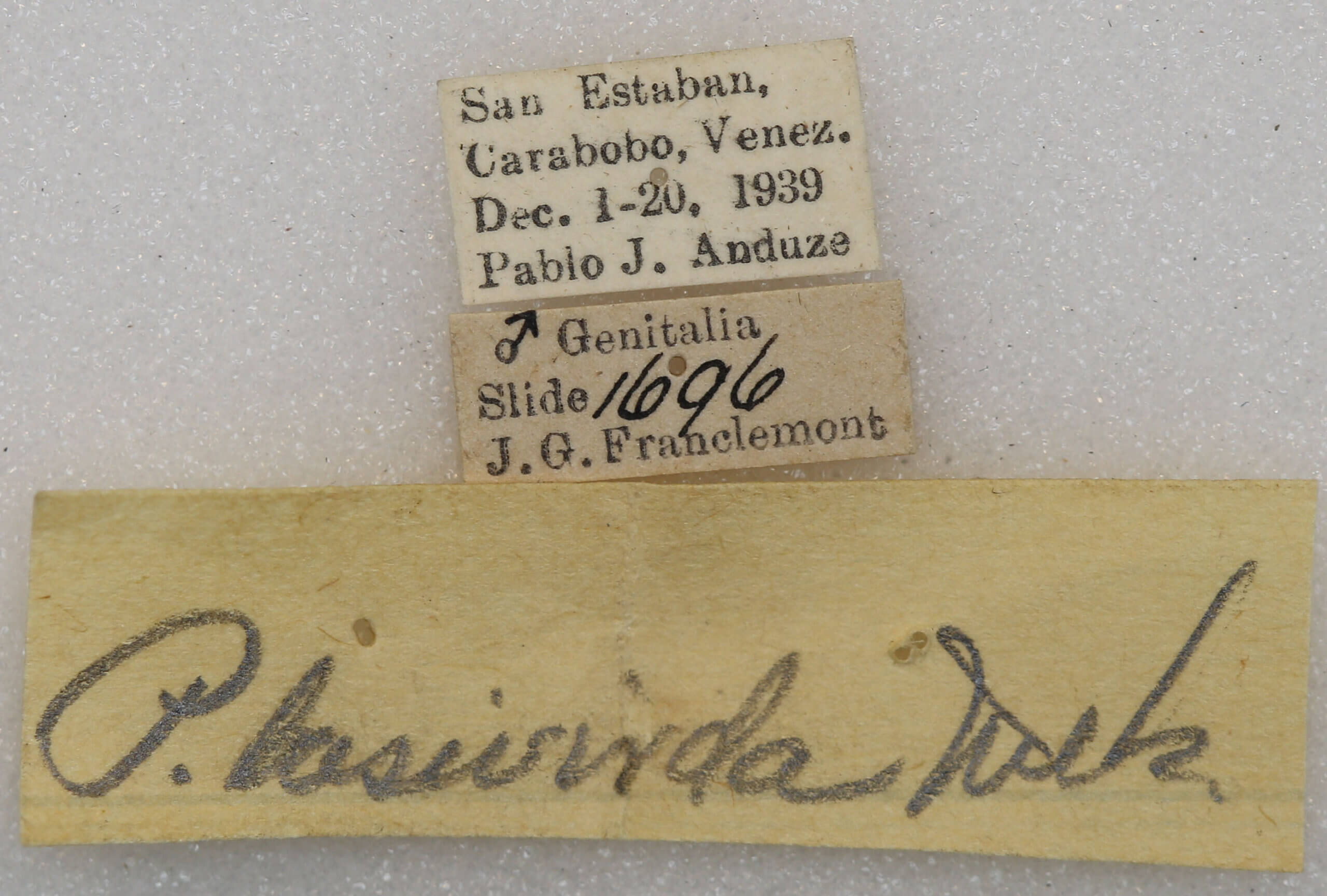 label view of adult Phastia sp.