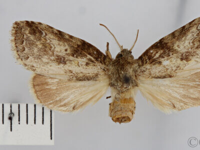 dorsal view of adult Phastia sp.