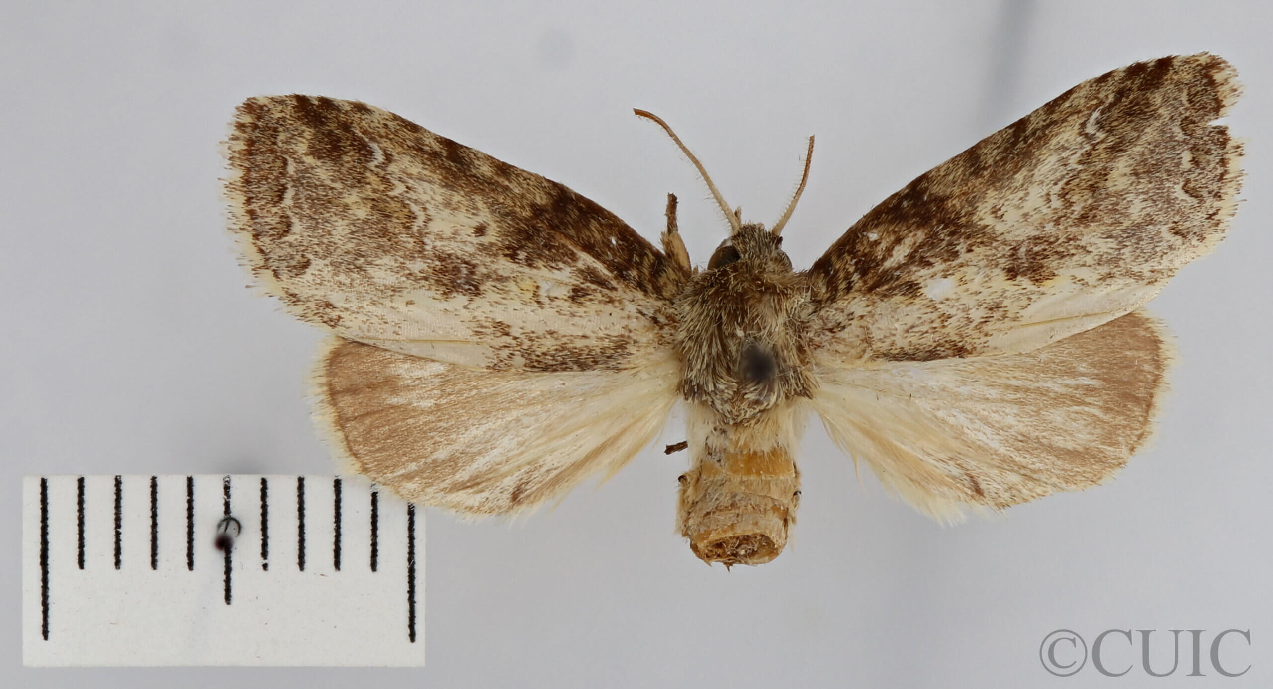 dorsal view of adult Phastia sp.