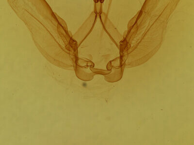 genitalia view of adult Phastia sp.