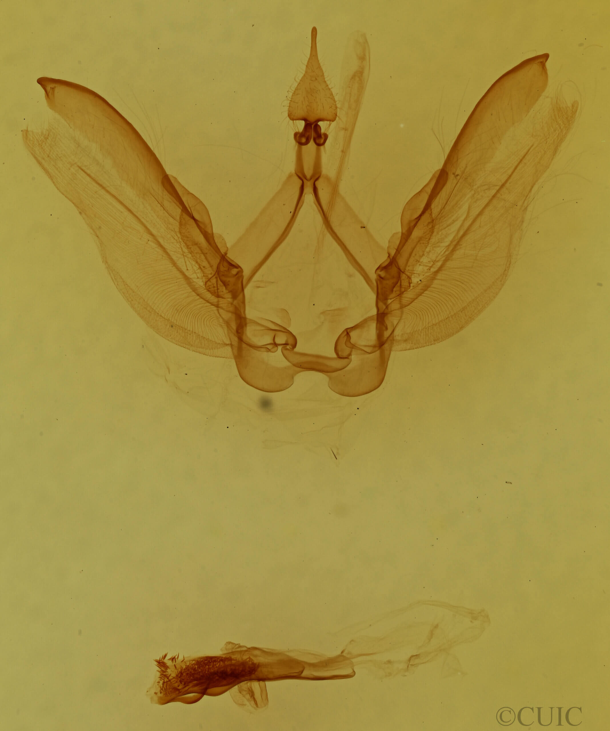 genitalia view of adult Phastia sp.
