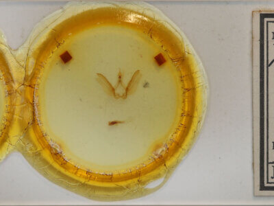 slide view of adult Phastia sp.