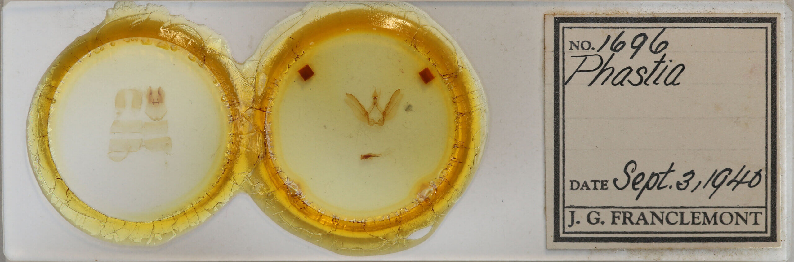 slide view of adult Phastia sp.