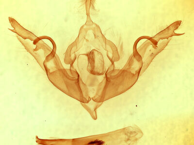 genitalia view of adult Lithophane hemina