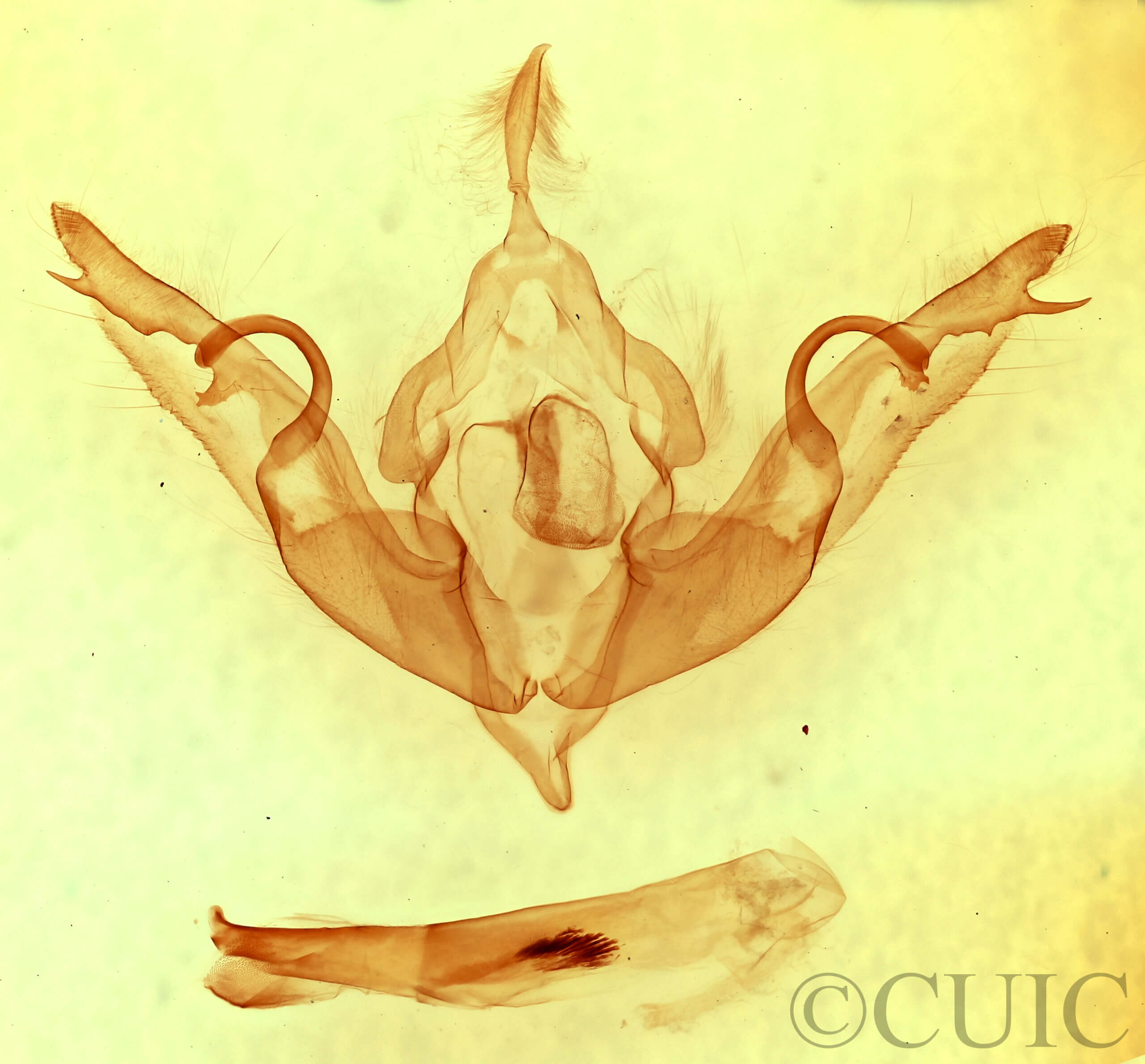 genitalia view of adult Lithophane hemina