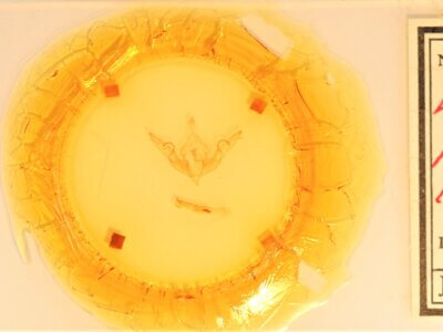 slide view of adult Lithophane hemina