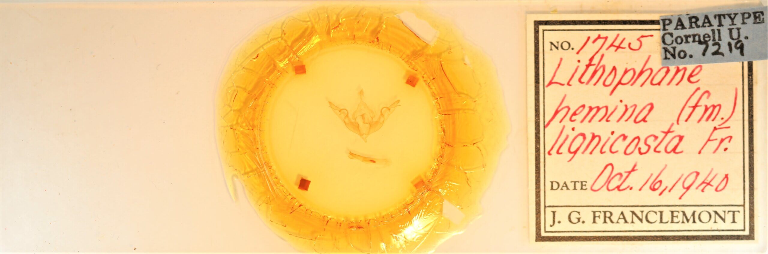 slide view of adult Lithophane hemina