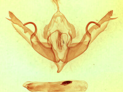 genitalia view of adult Lithophane hemina