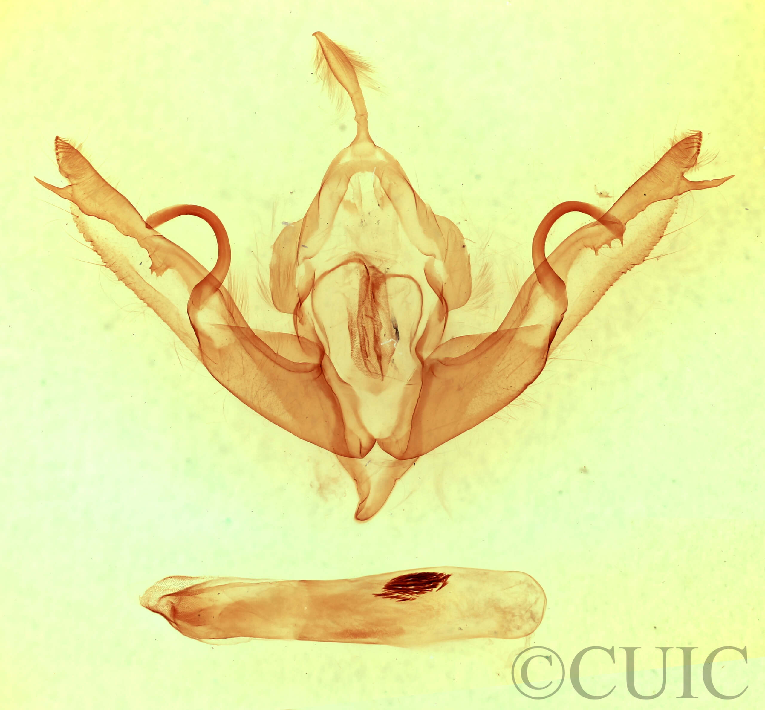 genitalia view of adult Lithophane hemina
