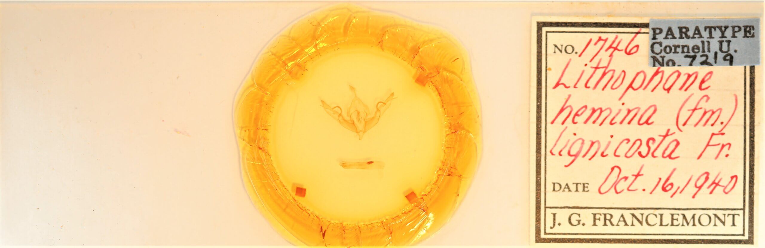 slide view of adult Lithophane hemina