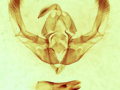 genitalia view of adult Chytonix sensilis