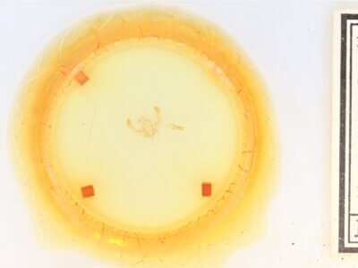 slide view of adult Chytonix sensilis