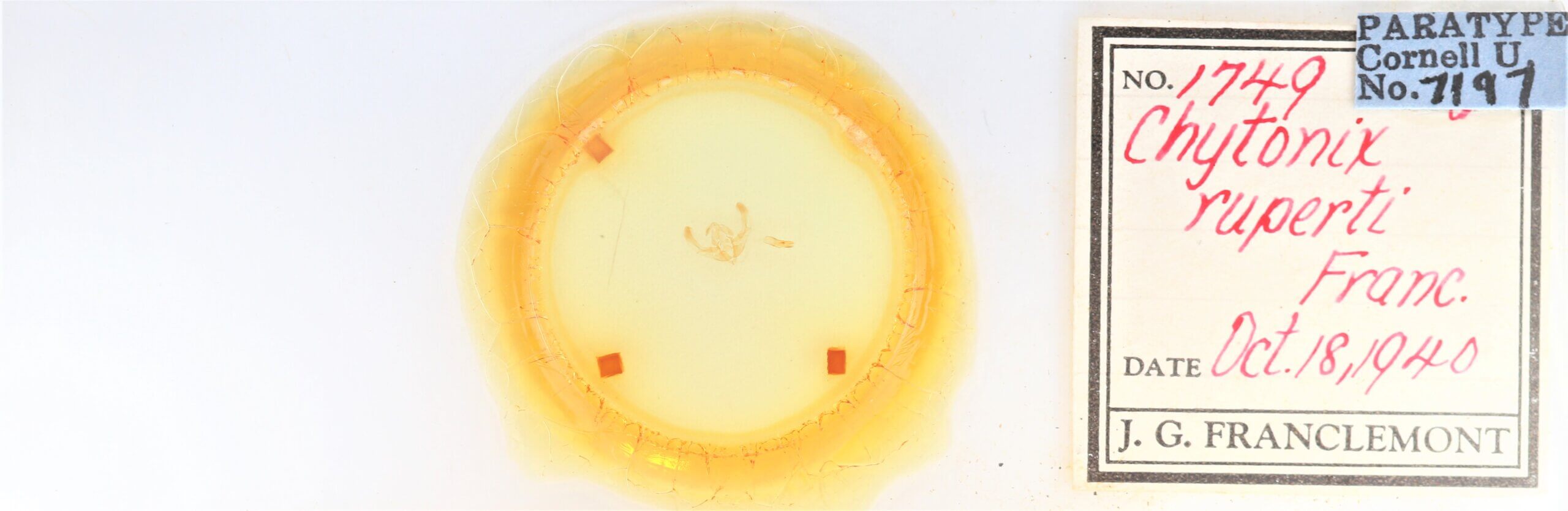 slide view of adult Chytonix sensilis