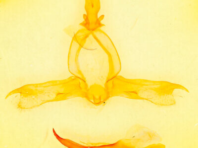 genitalia view of adult Pheosidea elegans