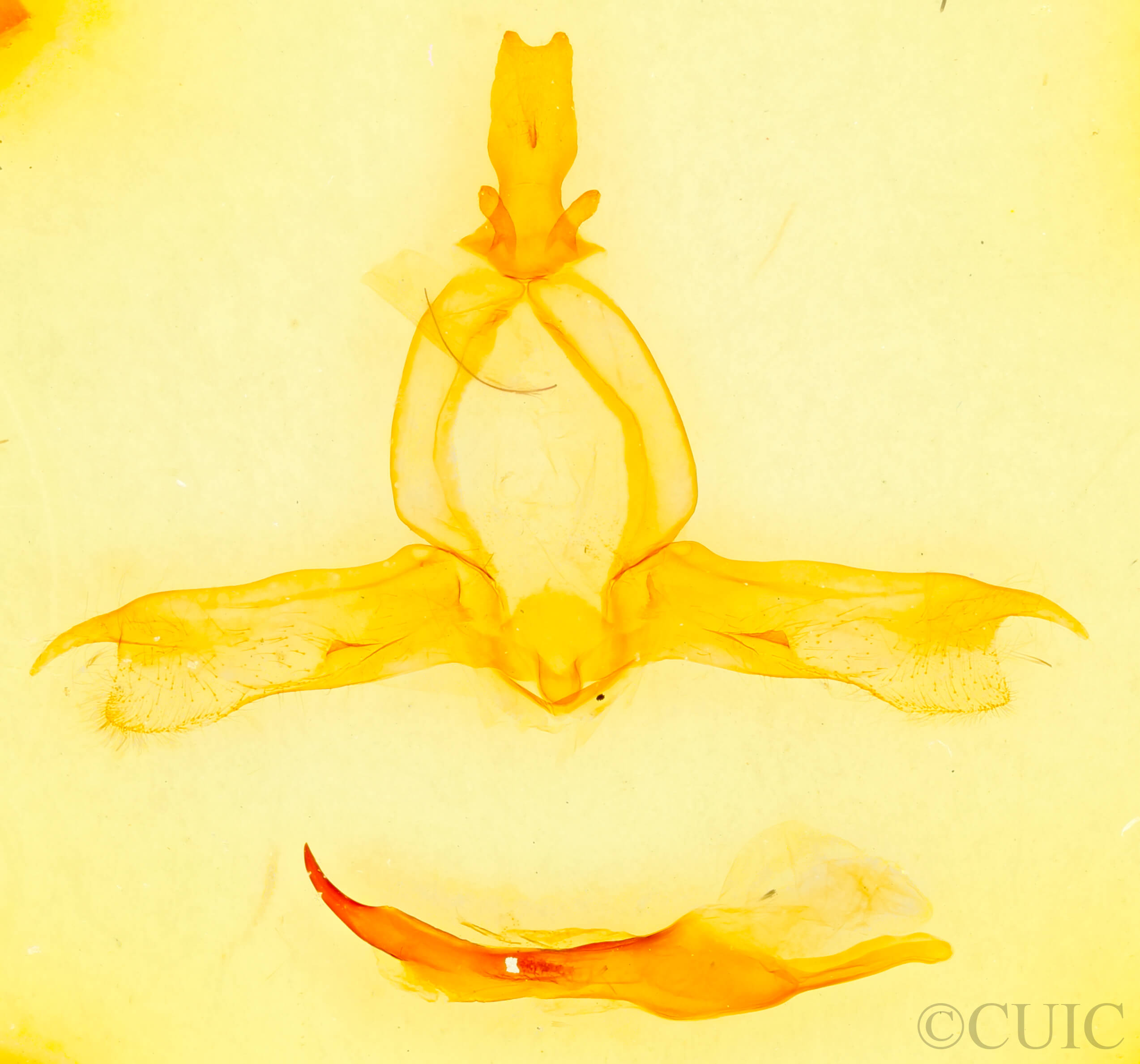 genitalia view of adult Pheosidea elegans