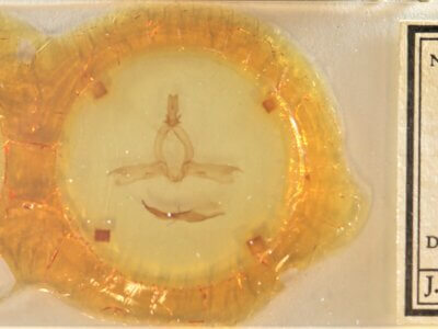 slide view of adult Pheosidea elegans