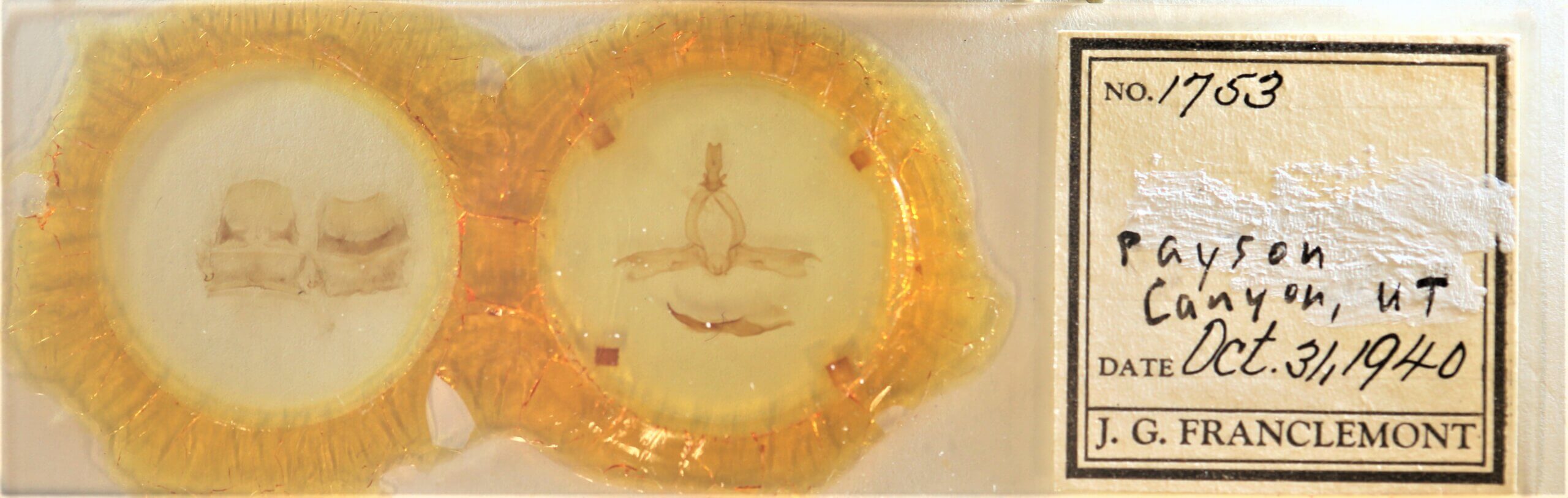 slide view of adult Pheosidea elegans