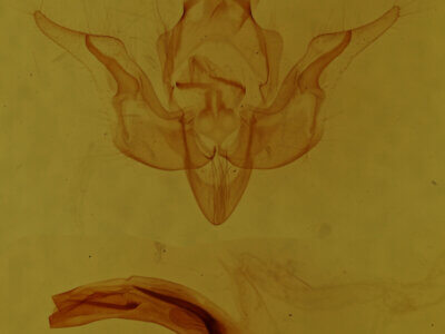 genitalia view of adult Pseudobryomima sp.