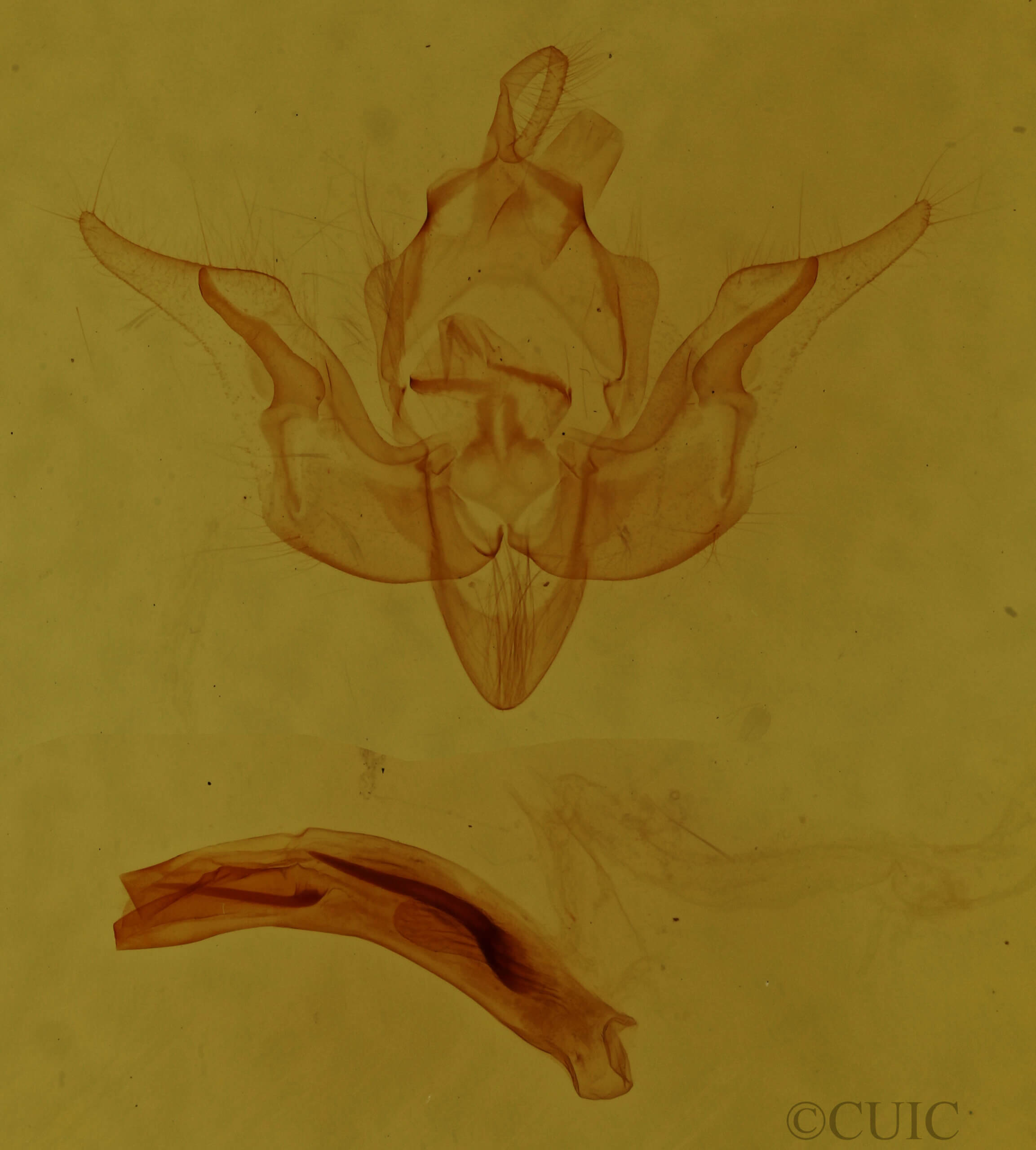 genitalia view of adult Pseudobryomima sp.