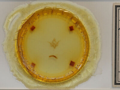 slide view of adult Pseudobryomima sp.