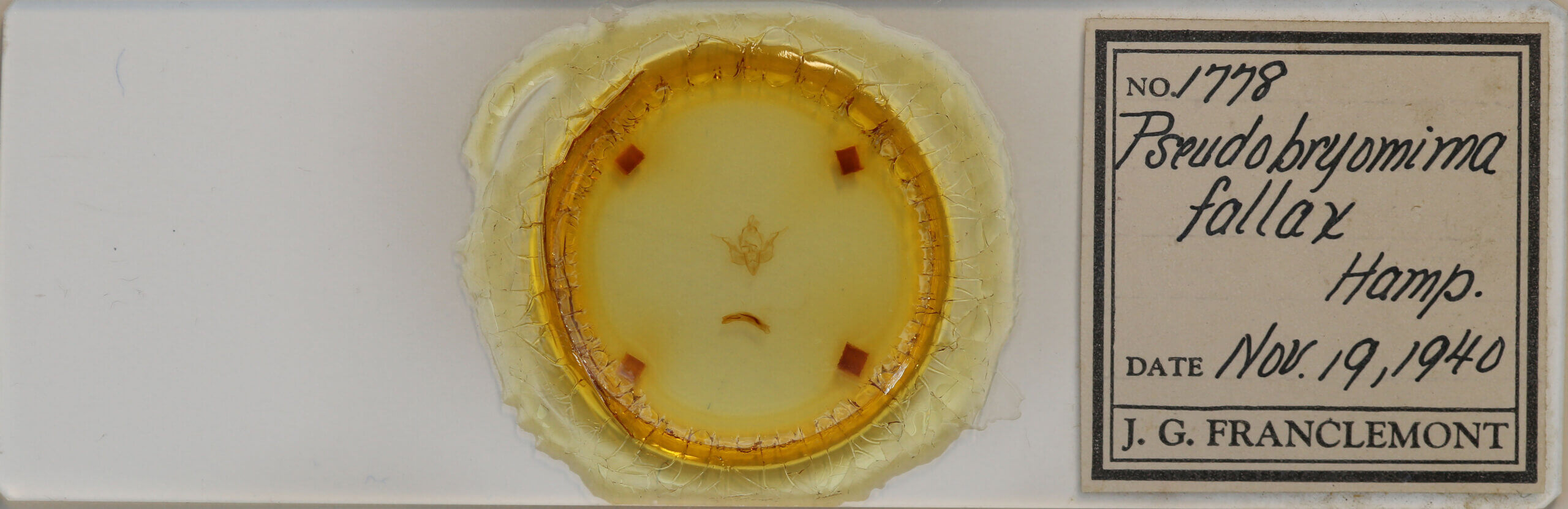 slide view of adult Pseudobryomima sp.