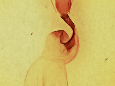 genitalia view of adult Lithophane signosa