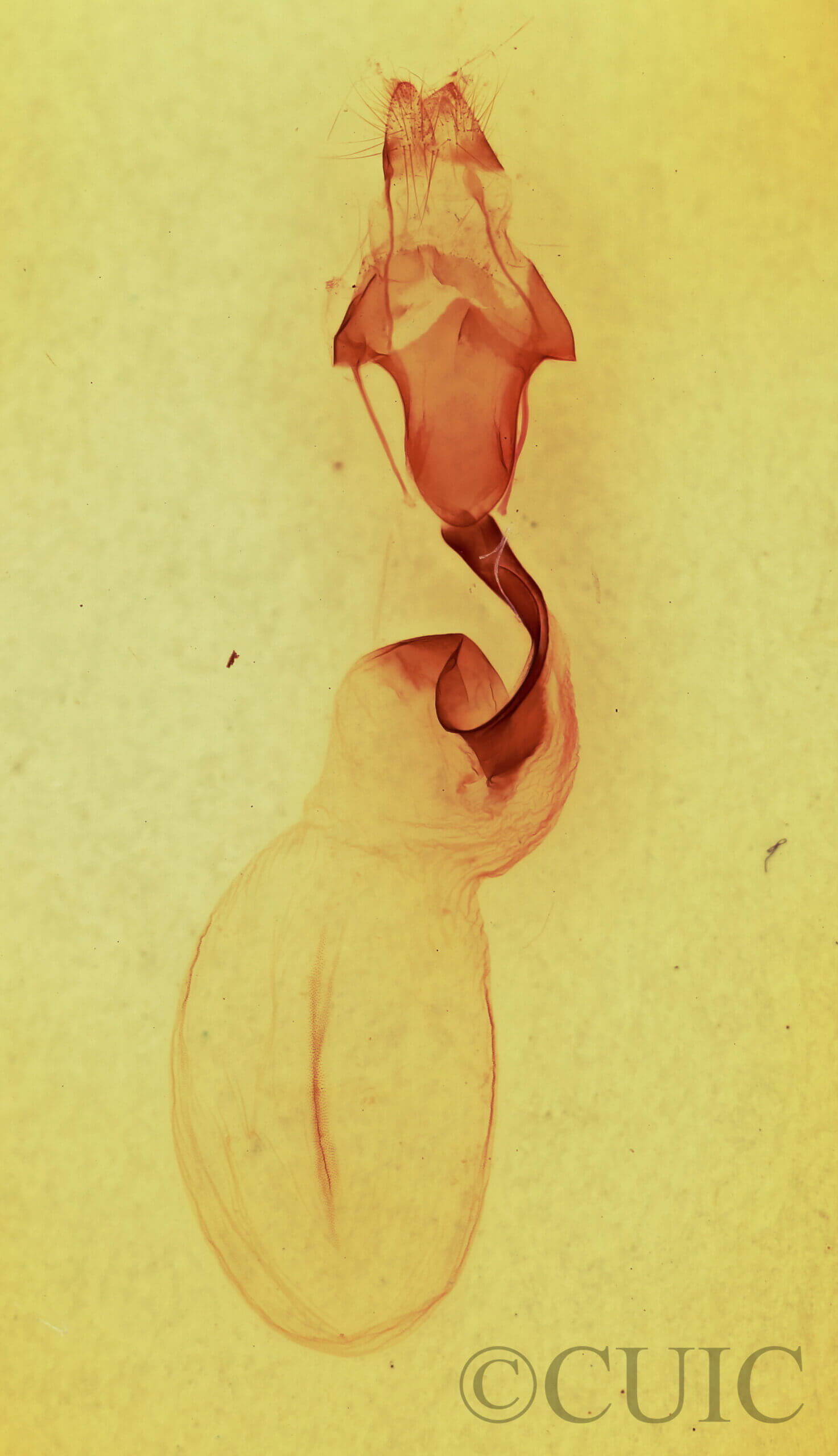 genitalia view of adult Lithophane signosa