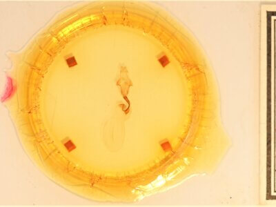 slide view of adult Lithophane signosa