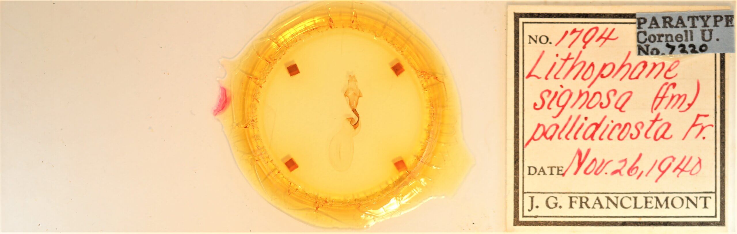 slide view of adult Lithophane signosa