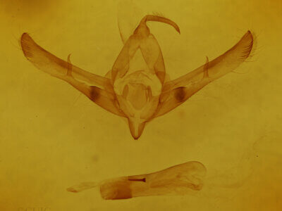 genitalia view of adult Copicucullia sp.