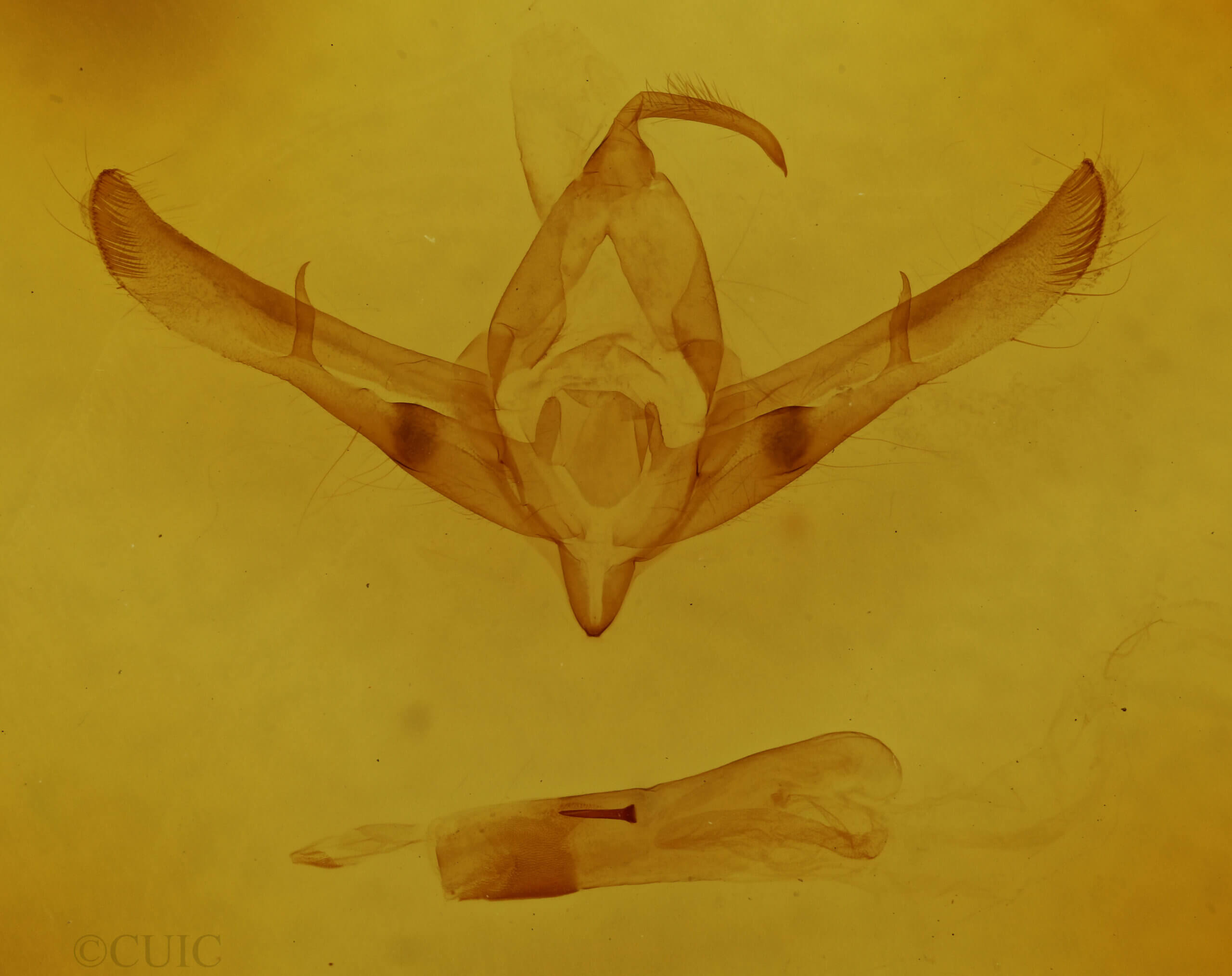 genitalia view of adult Copicucullia sp.