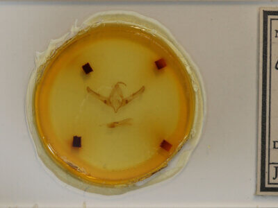 slide view of adult Copicucullia sp.