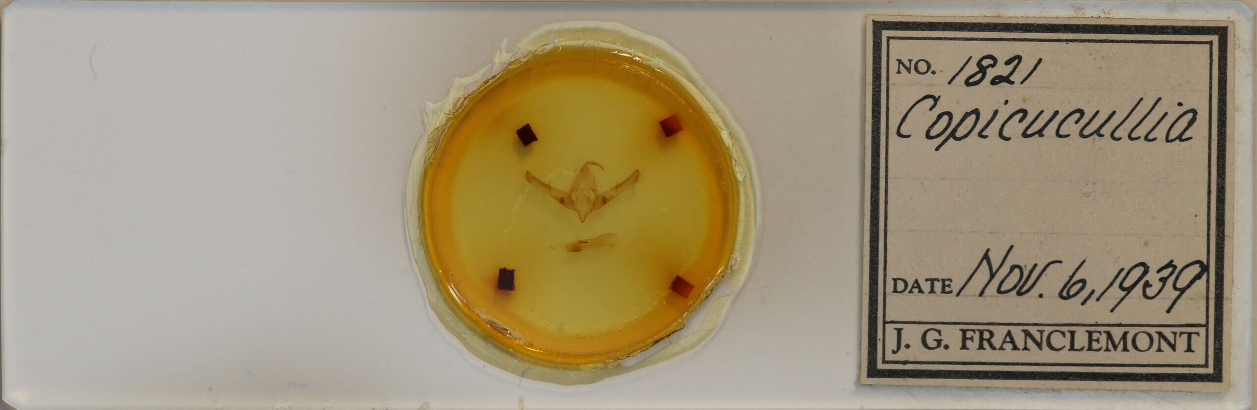 slide view of adult Copicucullia sp.