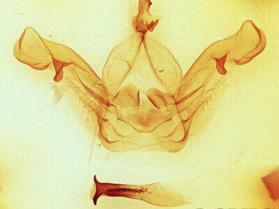 genitalia view of adult Nadata splendida