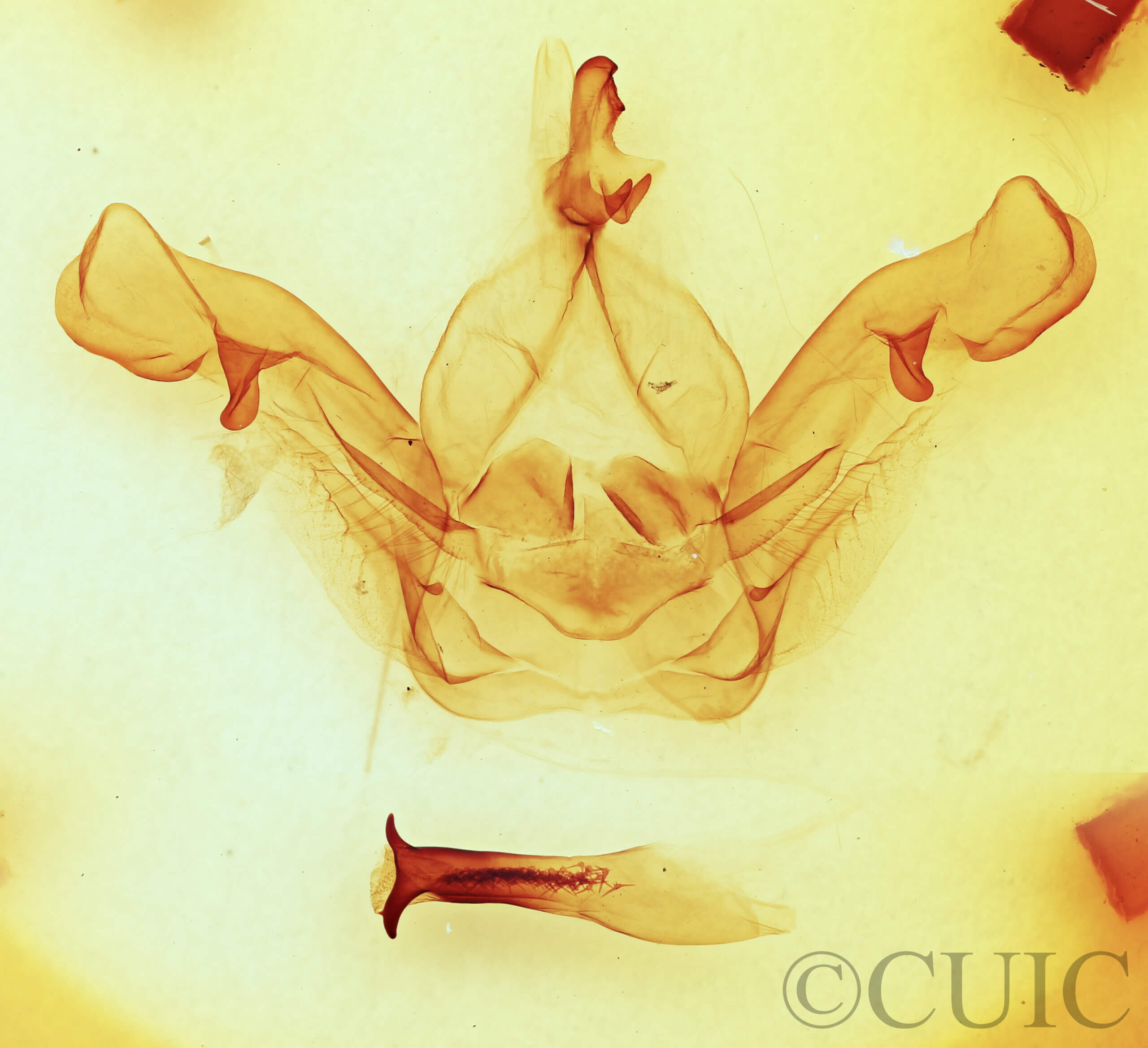 genitalia view of adult Nadata splendida